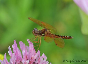 Perithemis tenera, male